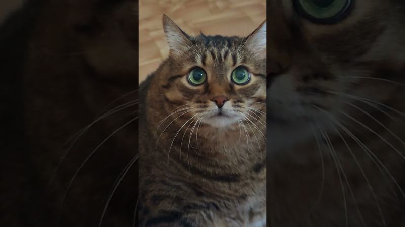 Когда нибудь будет хорошо 🤔🙀😉🤣 #cat #кот #юмор #цитаты #кино #котушка #приколы