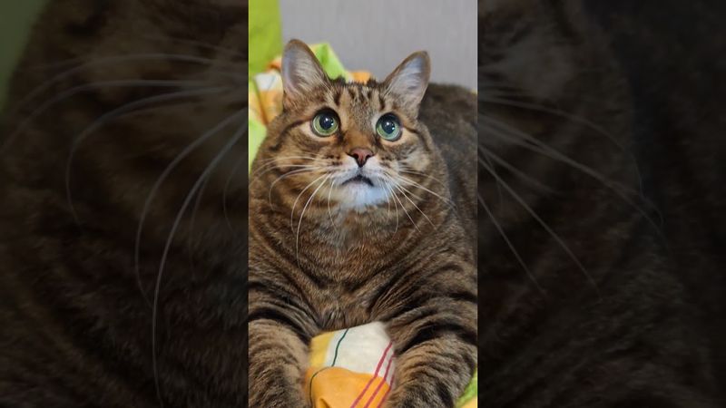 Надо вставать 🙀🫢🤔🤣#cat  #кот #юмор #котушка #приколы #цитаты #топ #ютуб