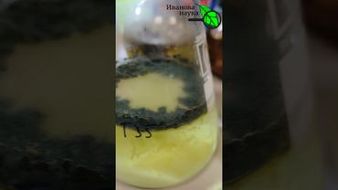 Как растет Триходерма. Триходерма не растет. Триходерма ленится. Выращивание домашней триходермы.