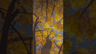 Эмне мынча сүйөм сени