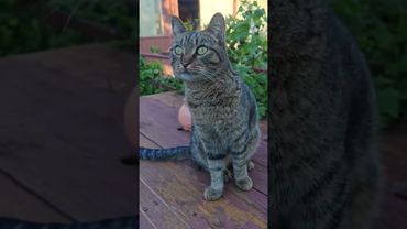 Из сказки 🙀😉🤗🤣#cat #кот #юмор #котушка #приколы #цитаты