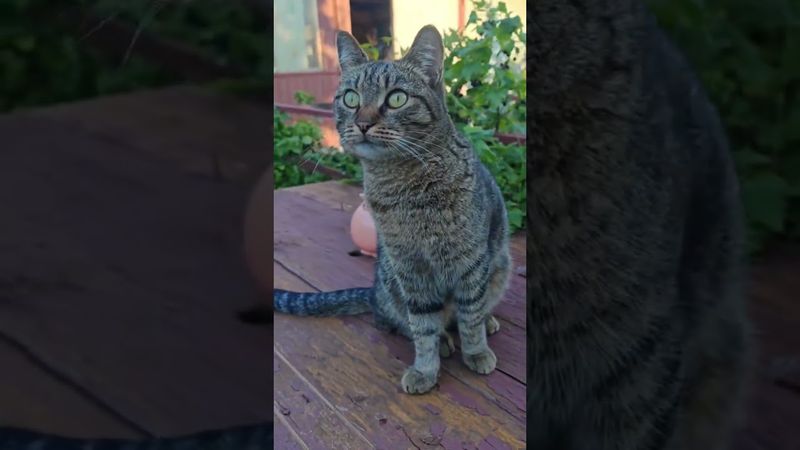 Из сказки 🙀😉🤗🤣#cat #кот #юмор #котушка #приколы #цитаты