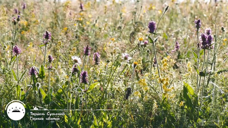 Тариель Сульхаев - Горный цветок saxur mahnisi😍.цахурские песни