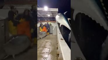 Giant Fish Storm the Deck—Then a Great White Jumps the Rail!