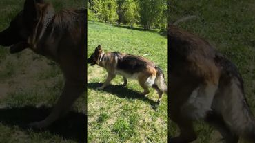 Беременность 1,5 месяца, овчарка