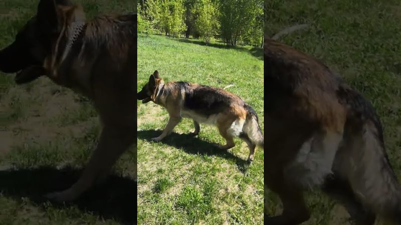 Беременность 1,5 месяца, овчарка