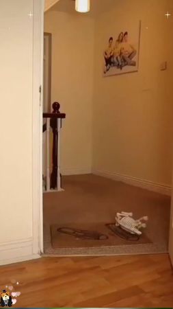 This one wins HALLOWEEN 🤣🎃🎃🎃#Halloween2025 #SpookySeason #FunnyDogVid...