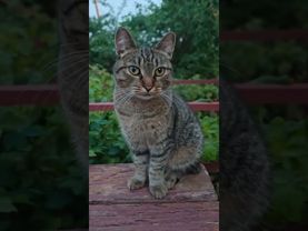 Я девочка красивая 💃😉🙀🤣 #cat #кот #юмор #котушка #приколы #мем #прикольныекоты