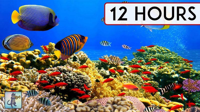 BEAUTIFUL CORAL REEF AQUARIUM COLLECTION • 12 HOURS • BEST RELAX MUSIC • SLEEP MUSIC • 1080p HD