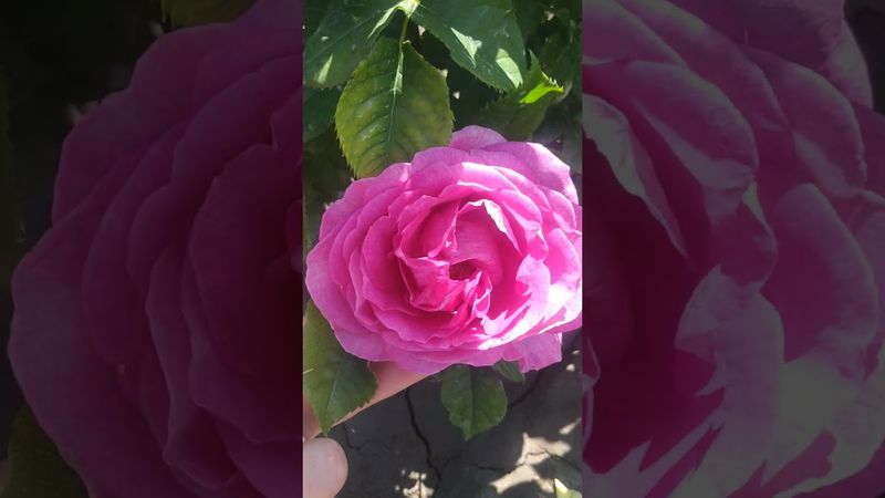 Роза 🌹 флорибунда Кармен Вюрт.