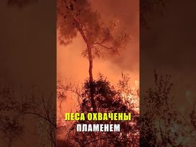 Сирия борется с беспрецедентными лесными пожарами