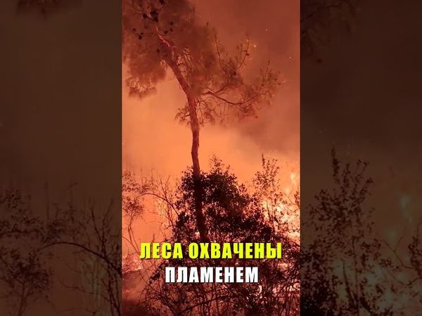 Сирия борется с беспрецедентными лесными пожарами