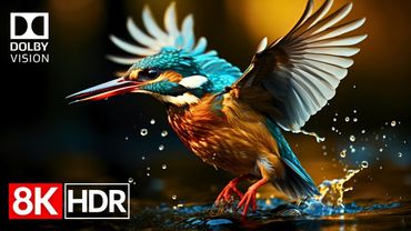 Unbelievably Stunning HDR Dolby Vision 8K 120fps Video