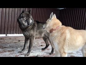 Сенсация, АКЕЛА НЕ ПРОМАХНУЛСЯ, Вязка ВЕКА ВОЛКА И ЗАПАДНОСИБИРСКОЙ ЛАЙКИ.