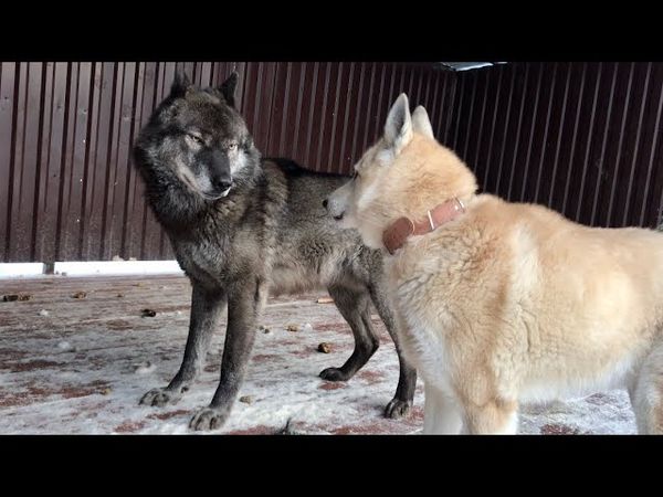 Сенсация, АКЕЛА НЕ ПРОМАХНУЛСЯ, Вязка ВЕКА ВОЛКА И ЗАПАДНОСИБИРСКОЙ ЛАЙКИ.