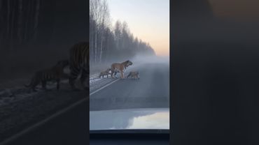 Когда природа поражает красотой😱🐅#ZalipAI #shorts #viral #wowmoment #russia #wildlife #trending