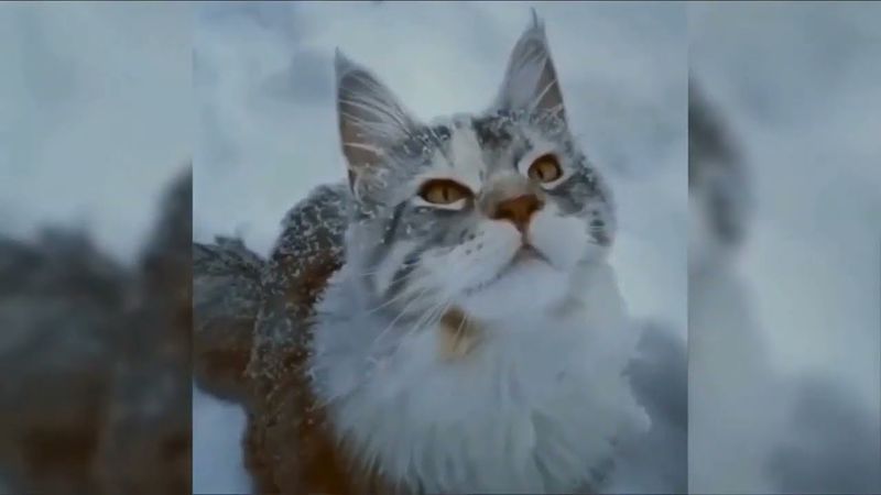 Елена Савельева (Лёха) - Холодный ветер декабря