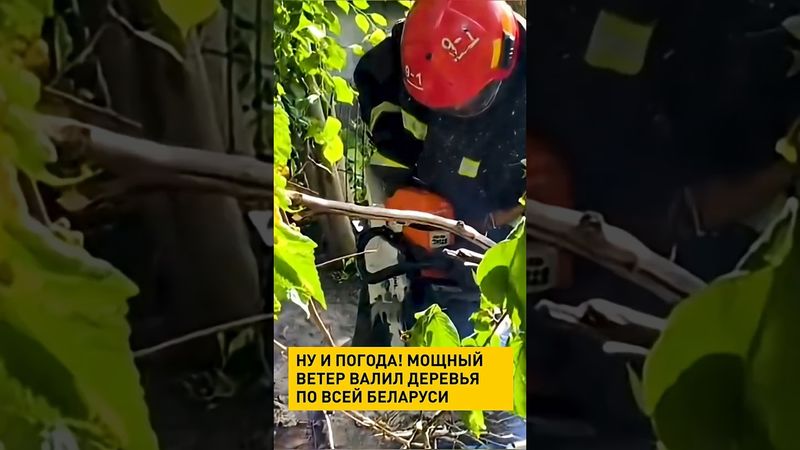 Мощный ветер валил деревья по всей Беларуси