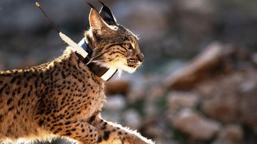 Редких пиренейских рысей выпустили на волю в испанской Гранаде