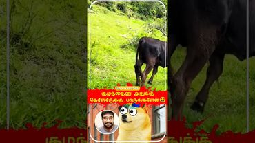 கருப்பன் குசும்பு காரன் #education #facts #amazingfactsintamil #tamifacts