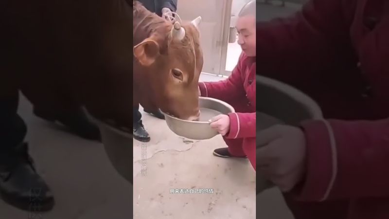 《动物拜月之谜》动物拜月，也是生存之道，从古代就存在了，主要有这几点 #上热门 #正能量 #分享 #怪談 #怪事 #人生感悟 #诡异 #难以理解 #科学解释不了的事 #相信科学拒绝迷信