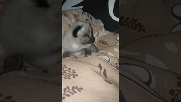 Kitten and cat mather #cat #chat #love #nature #cute