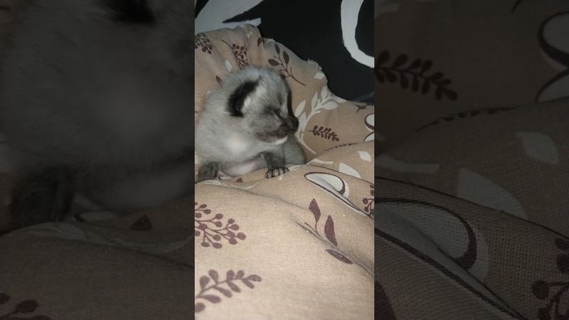 Kitten and cat mather #cat #chat #love #nature #cute