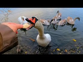 #Славянск. 26 октября 2025г. Вечер.