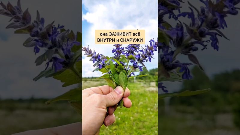 Живучка - заживит всё внутри и снаружи #травы #лекарственныетравы #травник #дикоросы