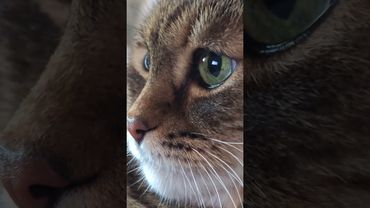 Уже в том возрасте 🙀😉❤🤣 #cat #кот #юмор #котушка #приколы #цитаты