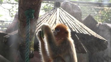Zoo animals cool off as summer heat grips Shanghai | AFP
