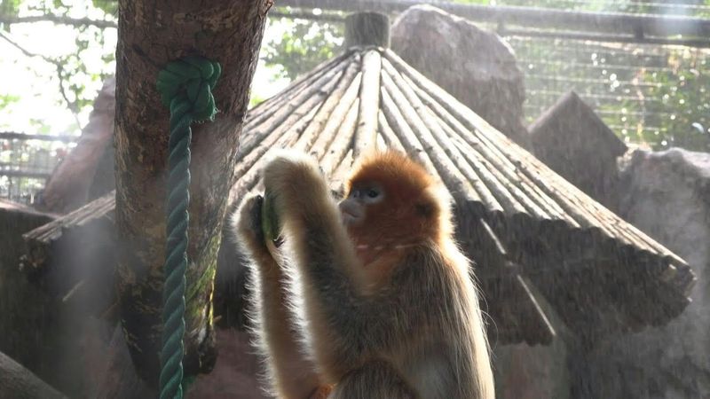 Zoo animals cool off as summer heat grips Shanghai | AFP