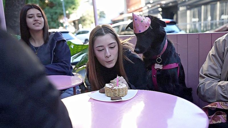 В Аргентине всё чаще заводят домашних питомцев, а не детей