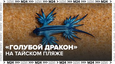 На тайском пляже Карон нашли ядовитого «голубого дракона» — Москва 24