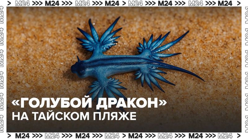 На тайском пляже Карон нашли ядовитого «голубого дракона» — Москва 24