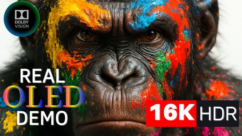 16K Video ULTRA HIGH DEFINITION with Animals
