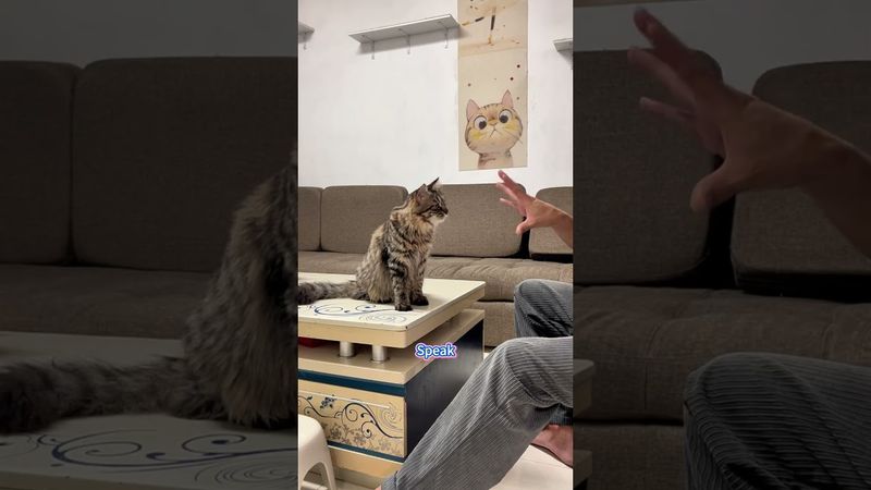 When your cat breaks the cat matrix.#cattraining #cat #catshorts #catlovers #kitten #catvideos #fyp