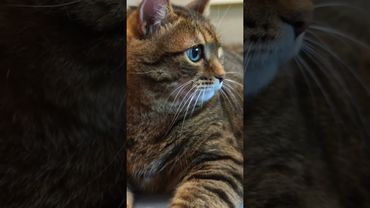 Квиты 🙀🫢😉🤣 #cat #кот #юмор #котушка #приколы #цитаты