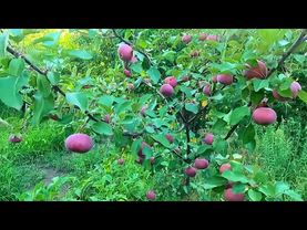 #Славянск. 5 августа 2025г. Вечер.