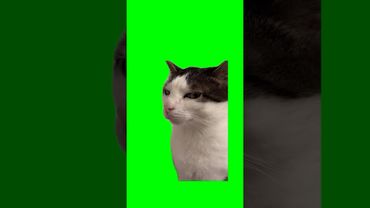 Suspicious Cat Meme Green Screen Effect 😼 #cat