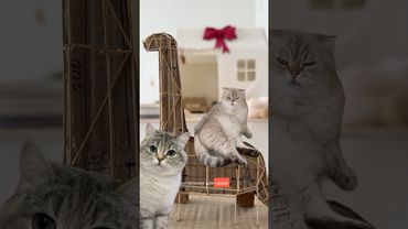 Дино (заключительная часть)