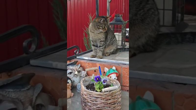 В женщине...🙀🤔🤗🤣 #cat #кот #юмор #котушка #приколы #кино #мем