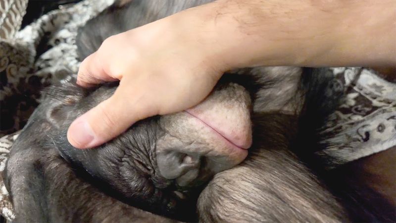 Пытаюсь разбудить шимпанзе для репетиции в манеже Тбилисского цирка!