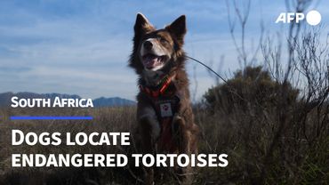 Dogs employed in South Africa to find endangered tortoises | AFP