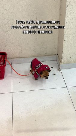 Милий попий #палка #тапок 