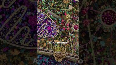 Самое детализированное изображение человеческой клетки #клетка #анатомия #физиология