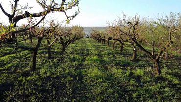 Опрыскивание персикового сада