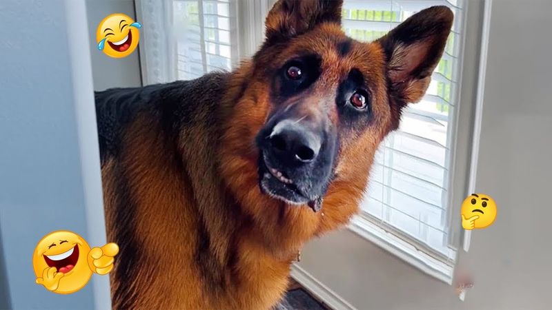 I Can’t Stop Laughing at These Hilarious Dogs 😂 Funny Dog Moments 2025 #23