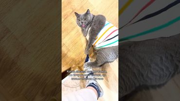 Кот скуф. Автор видео: @kot.filya  #комментарии #юмор #мемы