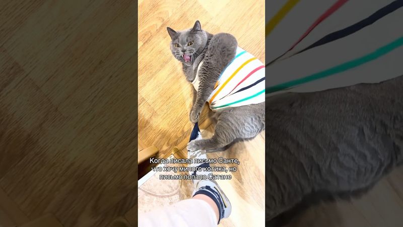 Кот скуф. Автор видео: @kot.filya  #комментарии #юмор #мемы